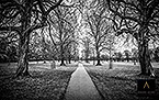Phoenix Park - Dublin / Irlande Phoenix Park - Dublin / Irlande